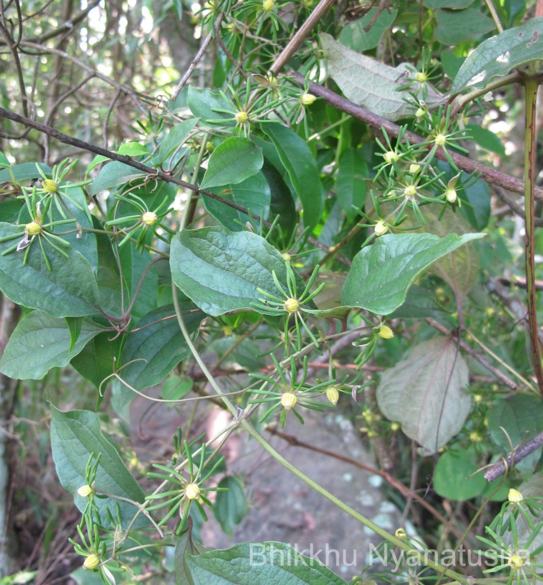 Clematis zeylanica (L.) Poir.